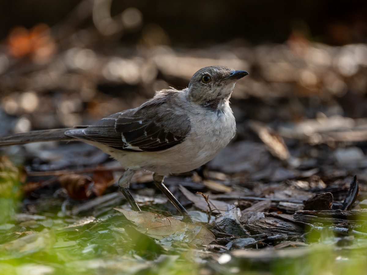 Northern Mockingbird - ML640016033