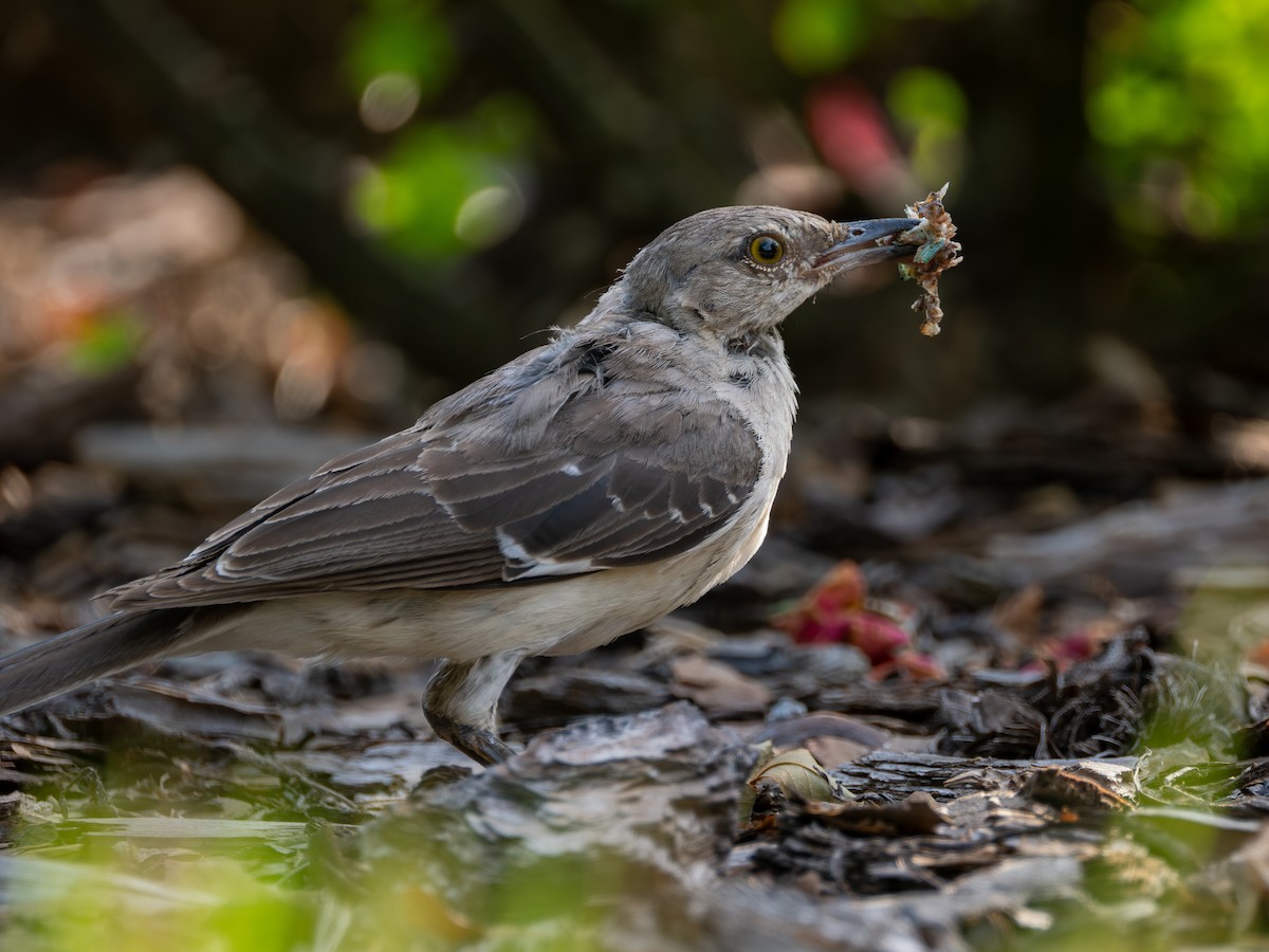 Northern Mockingbird - ML640016034