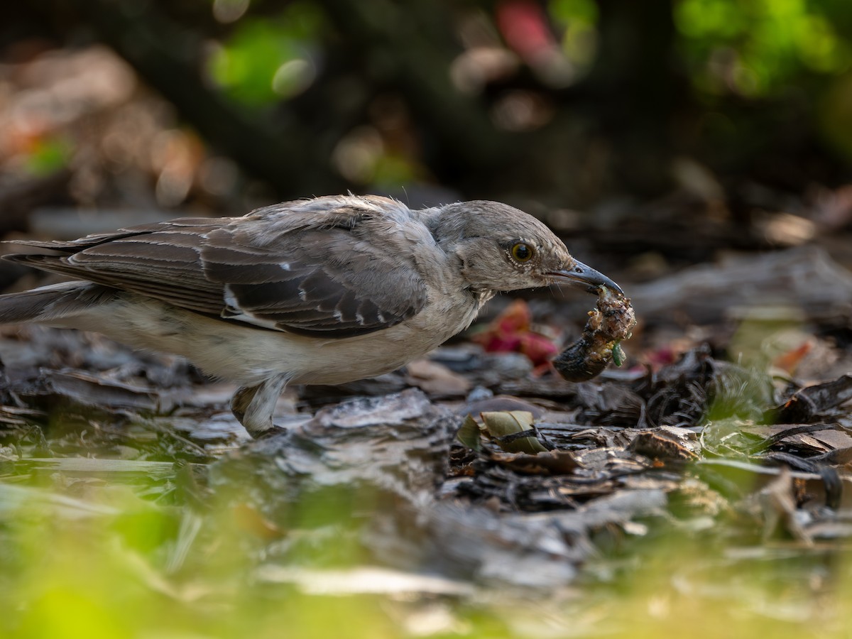 Northern Mockingbird - ML640016035
