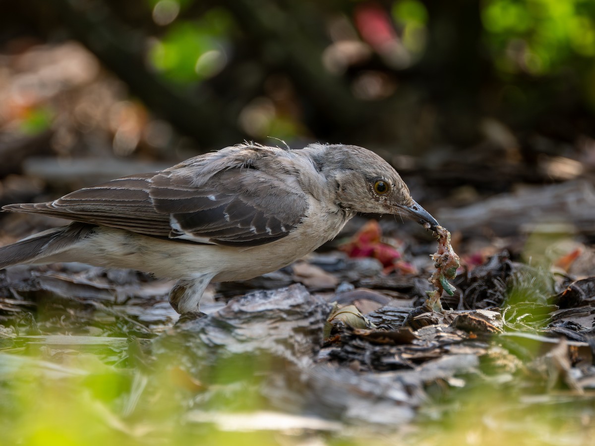 Northern Mockingbird - ML640016036