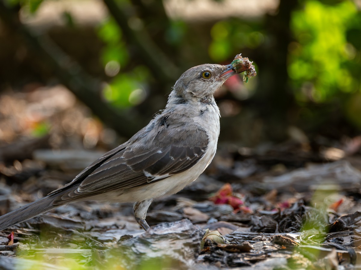 Northern Mockingbird - ML640016037