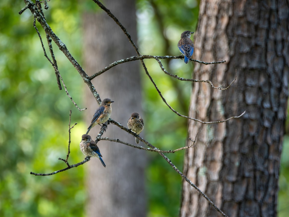 Eastern Bluebird - ML640016039