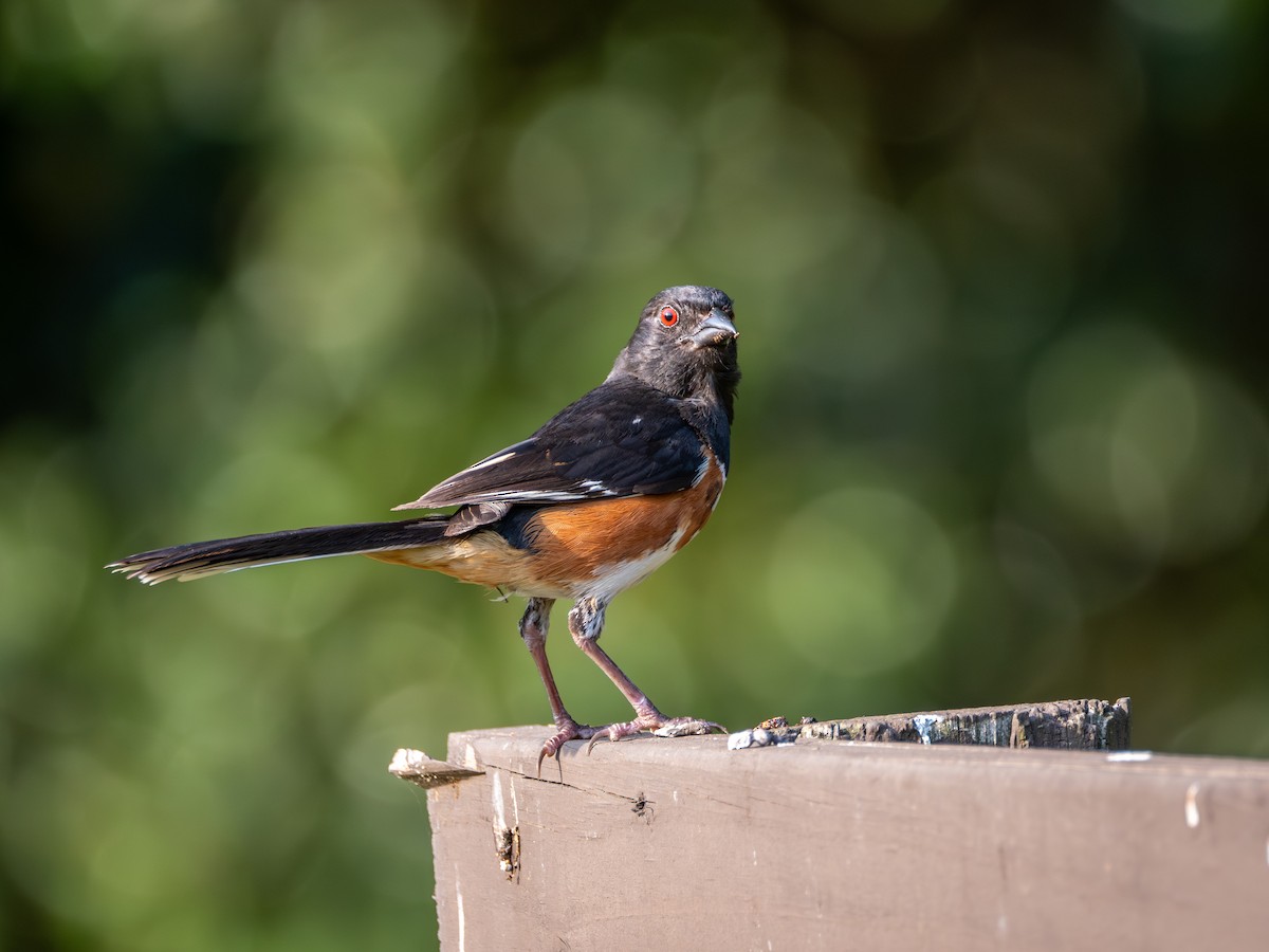 Eastern Towhee - ML640016045