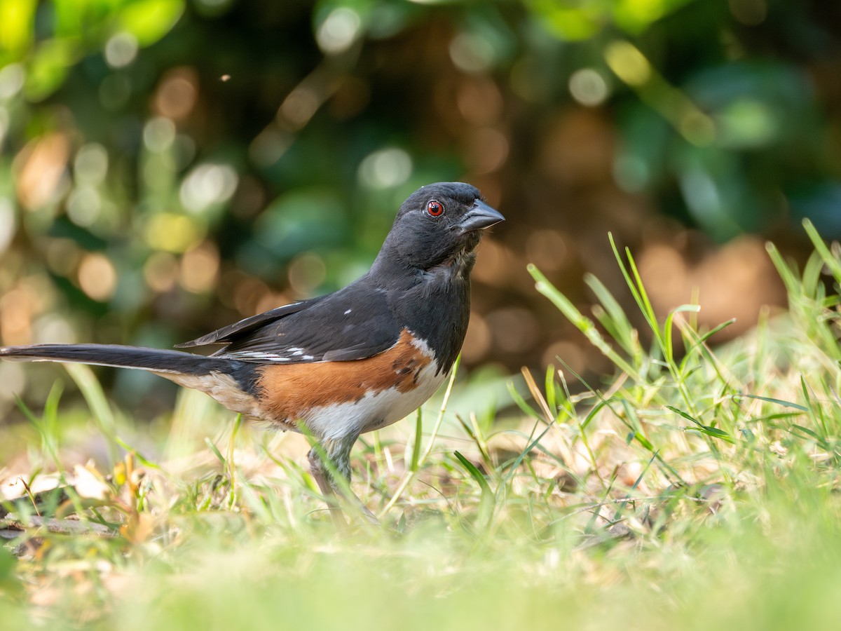 Eastern Towhee - ML640016046