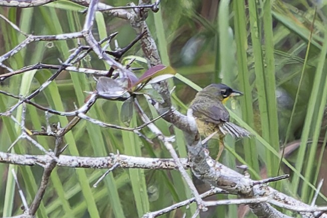 Gray-crowned Yellowthroat - ML640016049