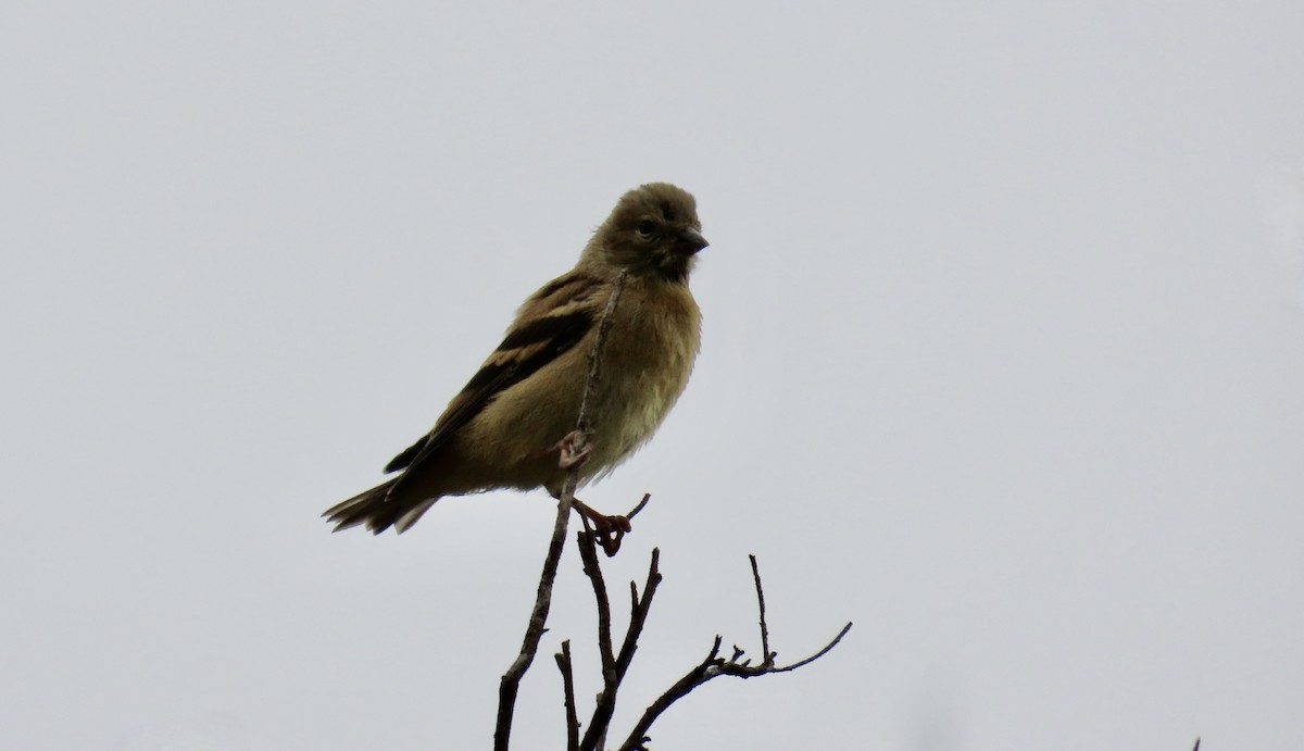 American Goldfinch - ML640016066