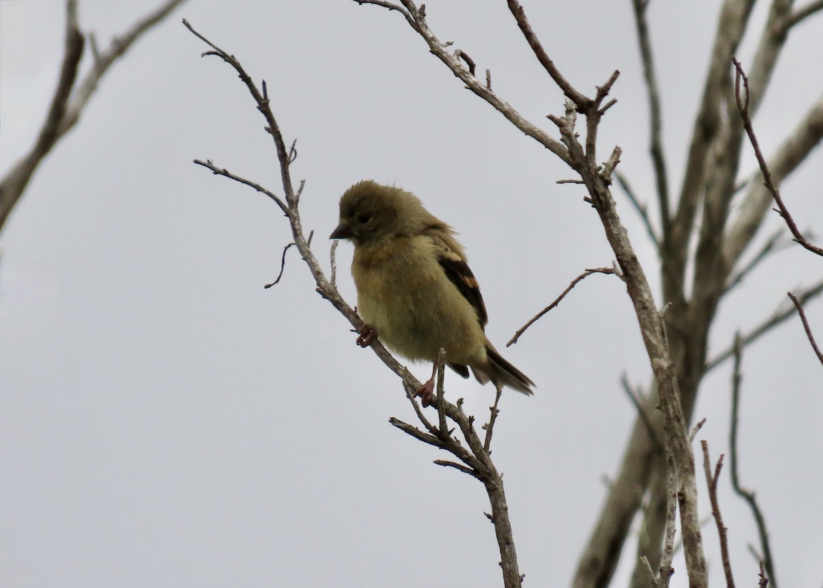 American Goldfinch - ML640016068