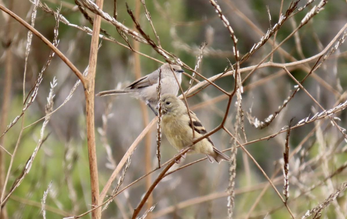 American Goldfinch - ML640016071