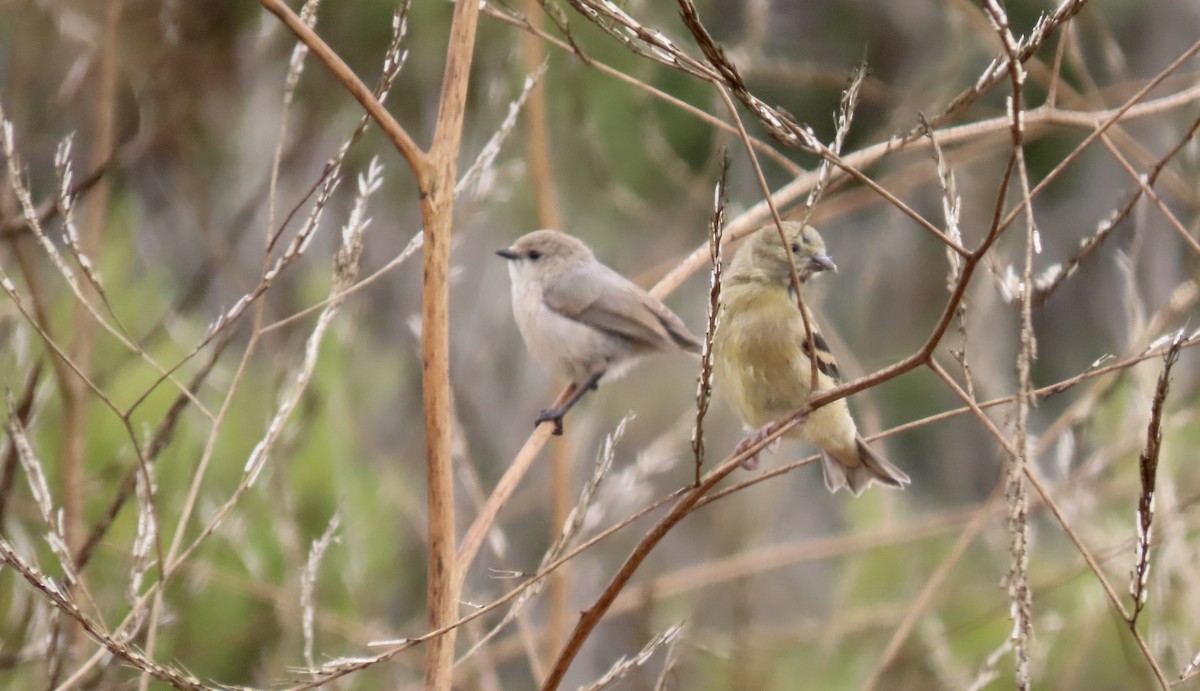American Goldfinch - ML640016072