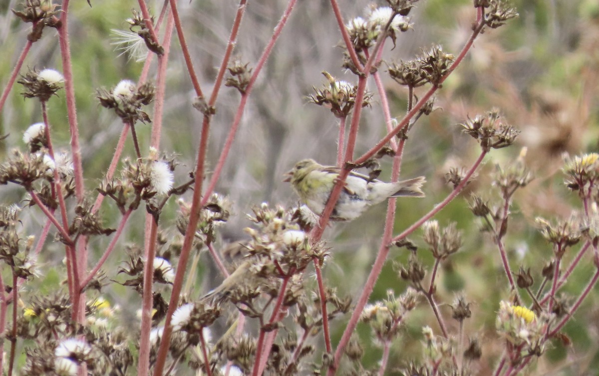 American Goldfinch - ML640016075