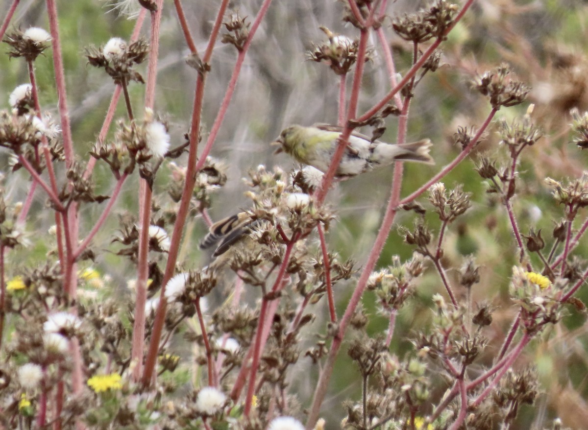 American Goldfinch - ML640016078