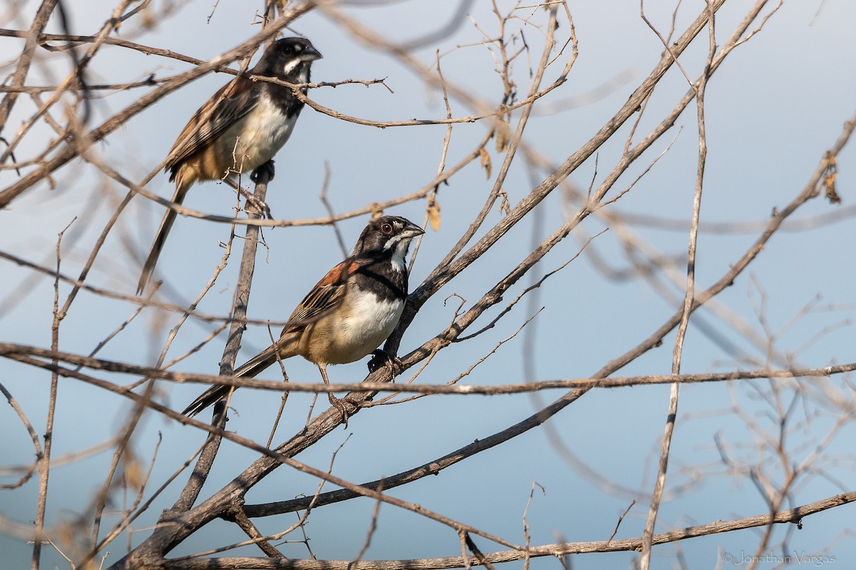 Black-chested Sparrow - ML640016110