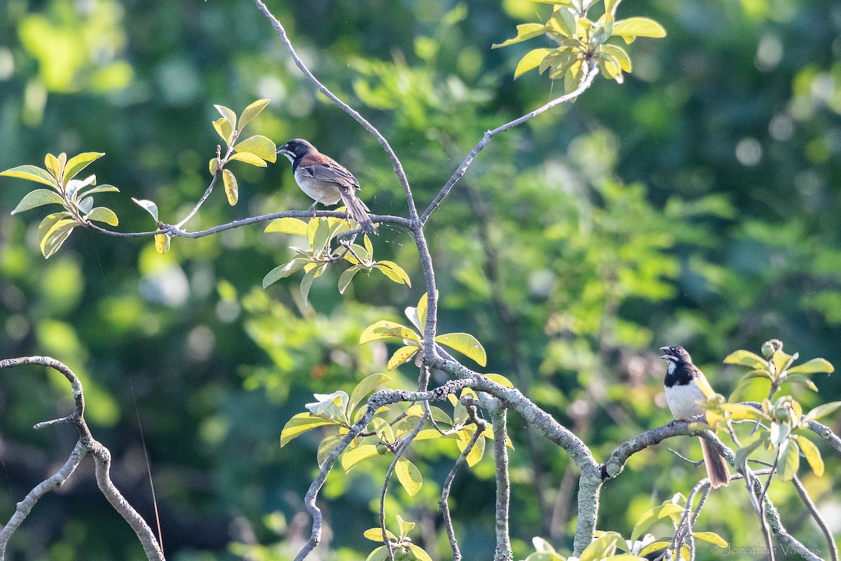 Black-chested Sparrow - ML640016111