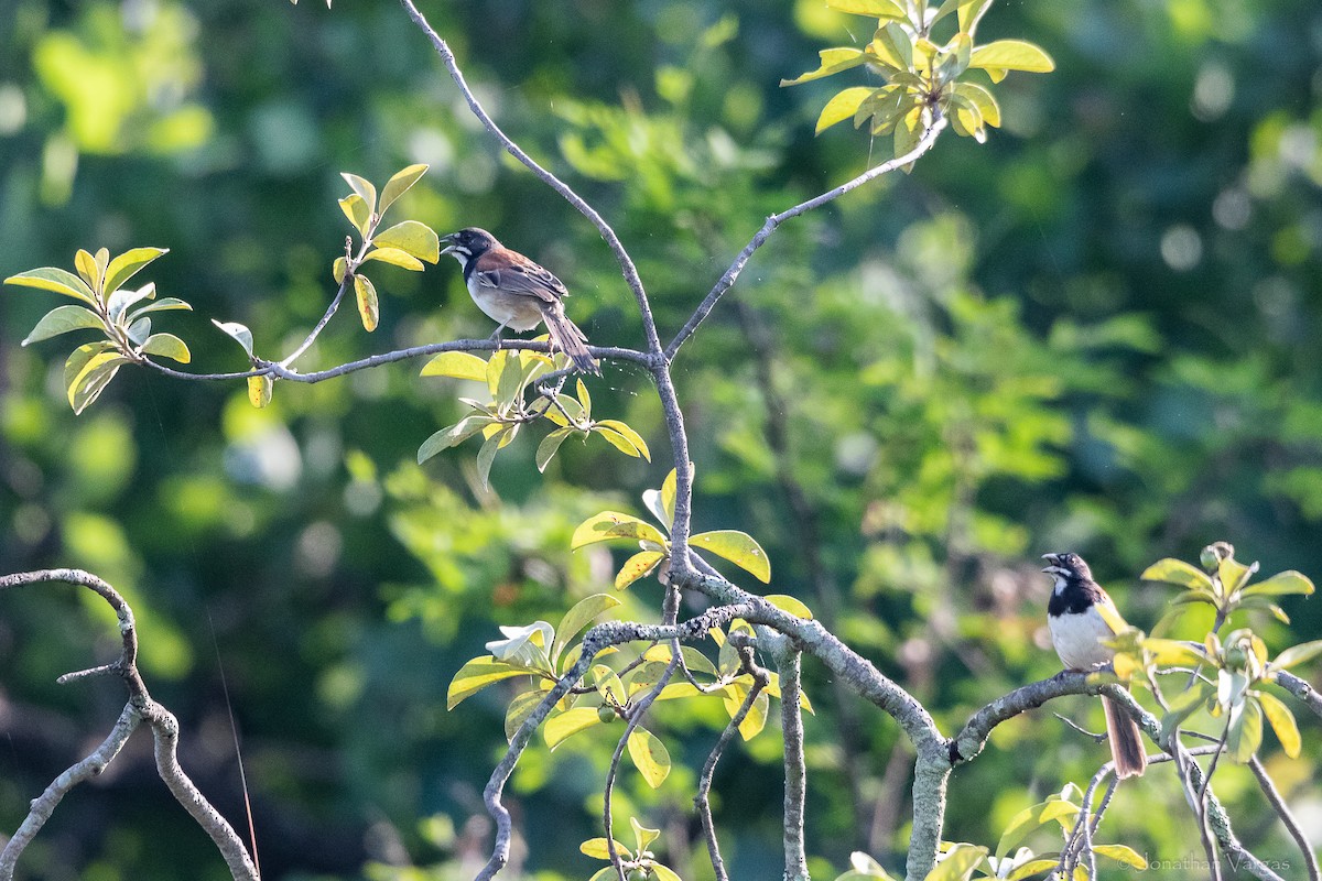 Black-chested Sparrow - ML640016113