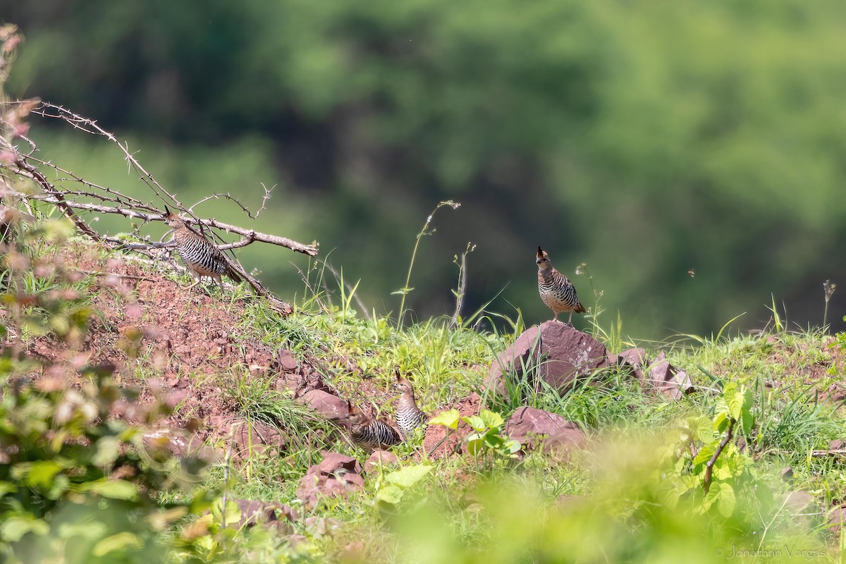 Banded Quail - ML640016132
