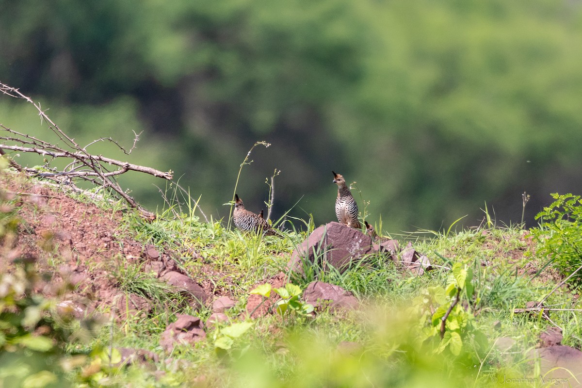 Banded Quail - ML640016133