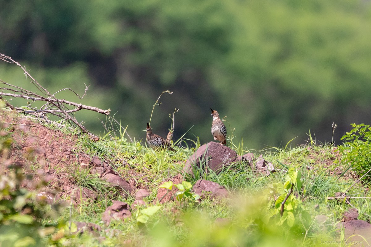 Banded Quail - ML640016134