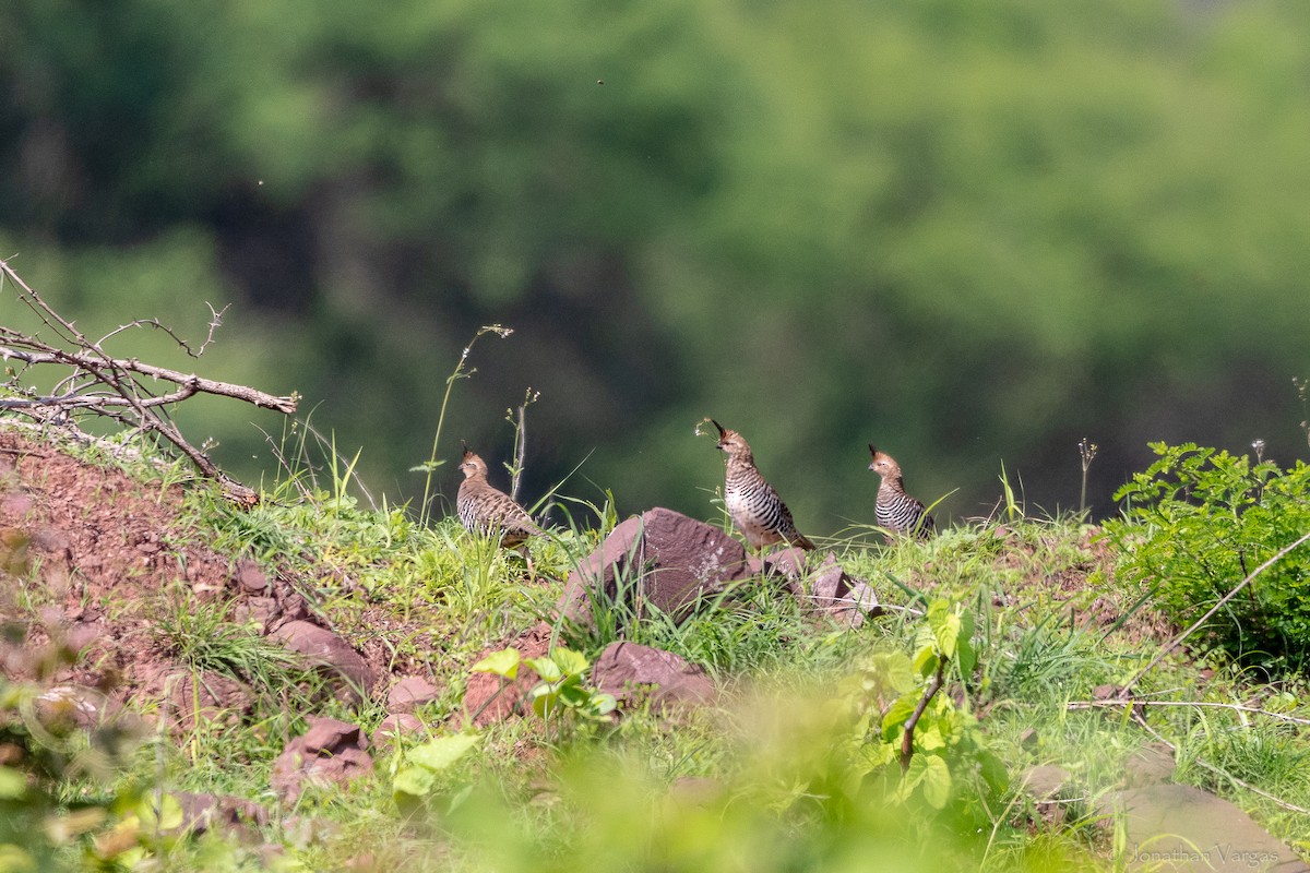 Banded Quail - ML640016135