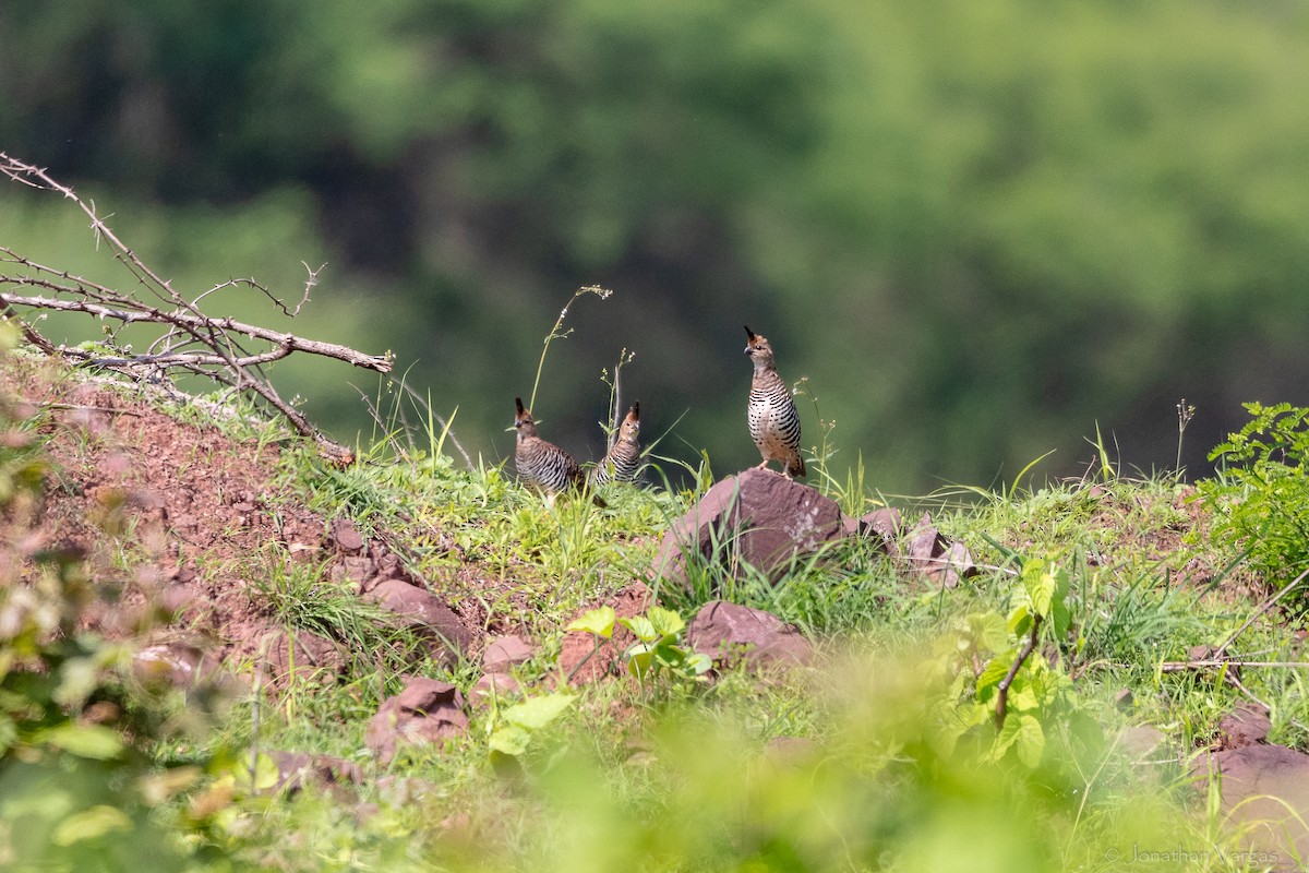 Banded Quail - ML640016136
