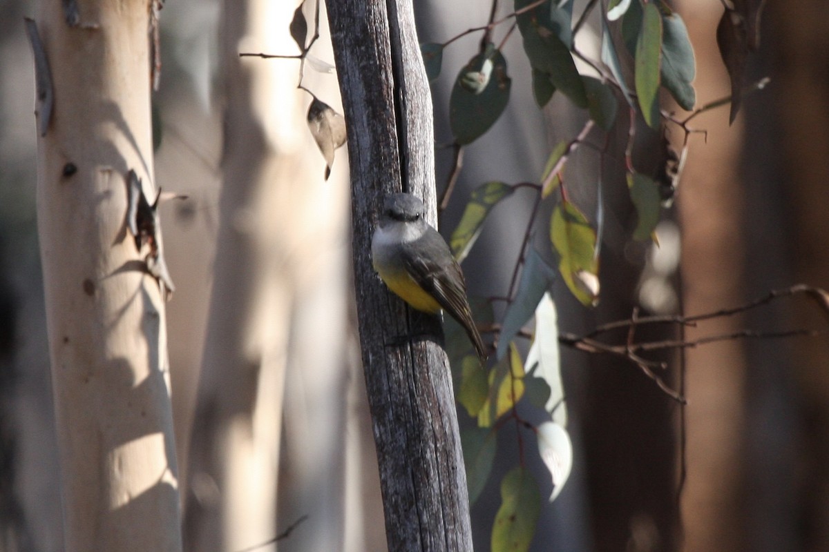 Western Yellow Robin - ML640016142