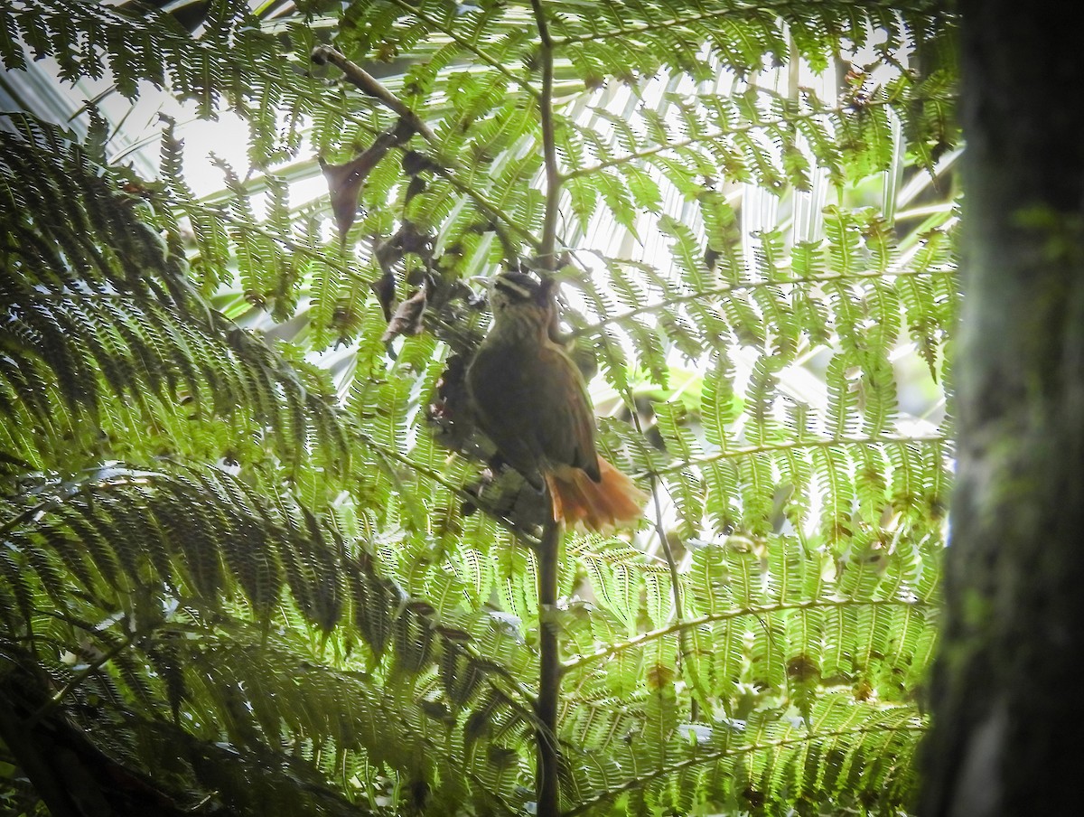 White-browed Foliage-gleaner - ML640016146