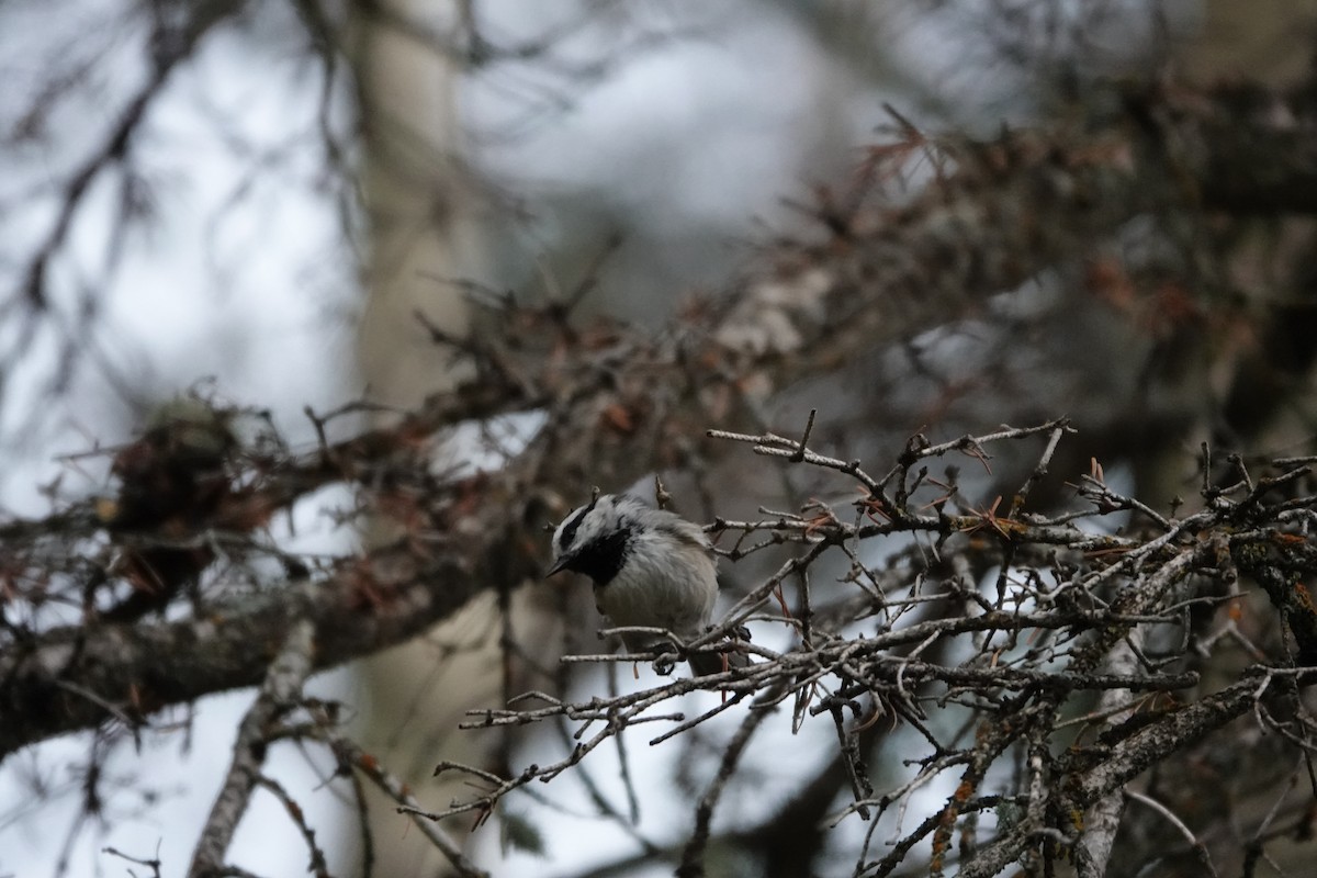 Mountain Chickadee - ML640016149