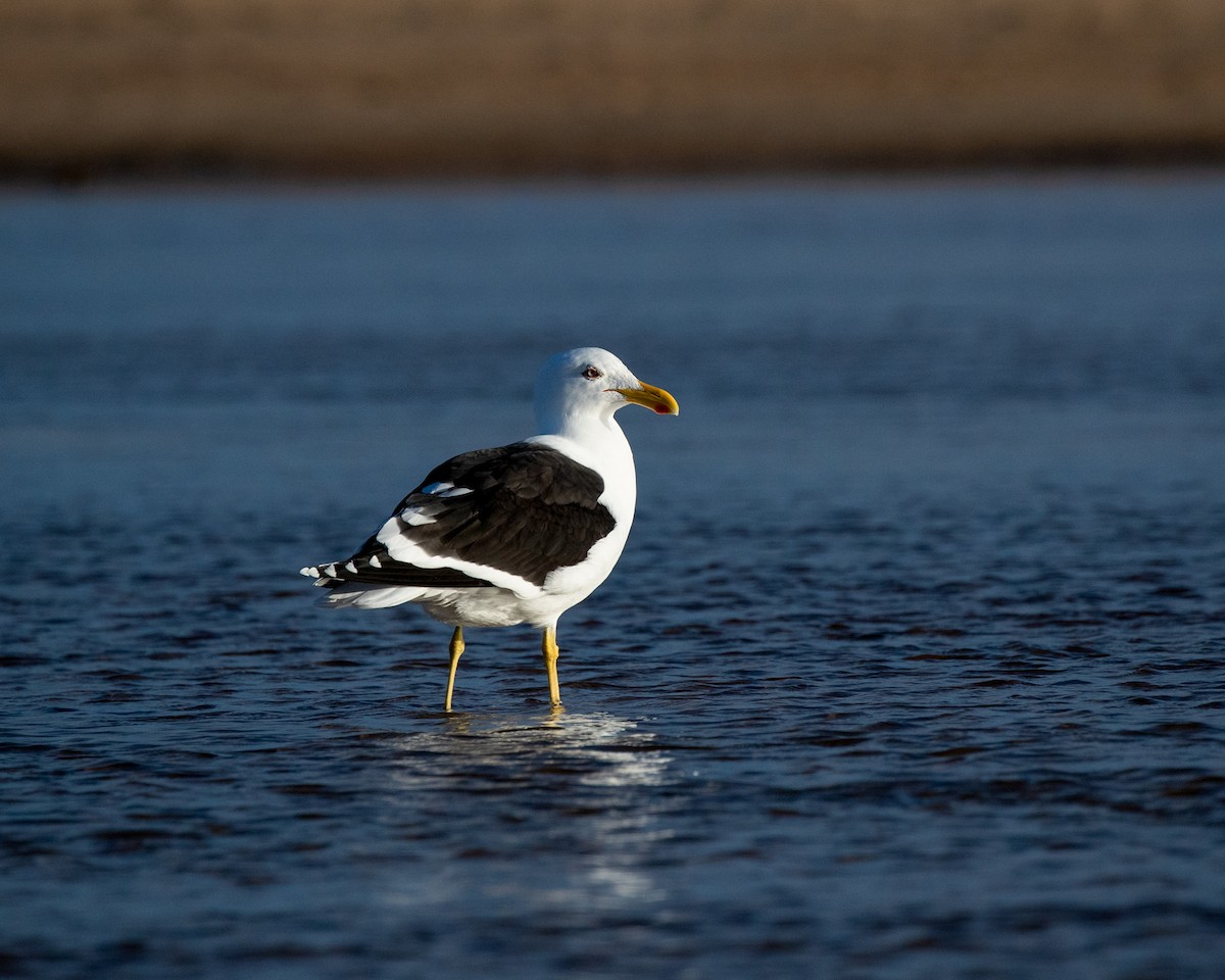Kelp Gull - ML640016150