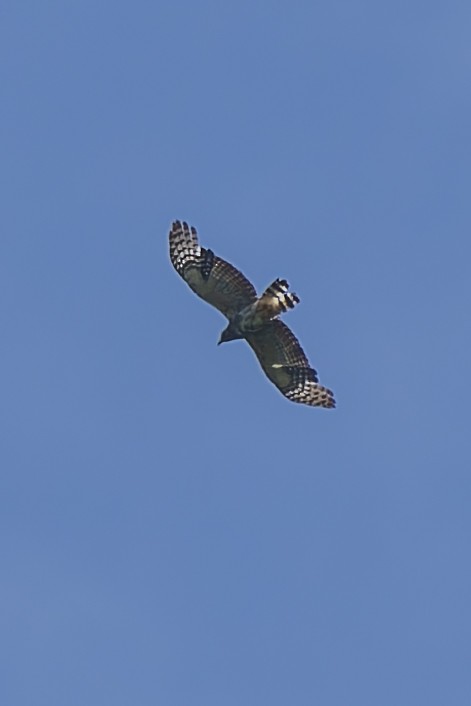 Hook-billed Kite - ML640016155