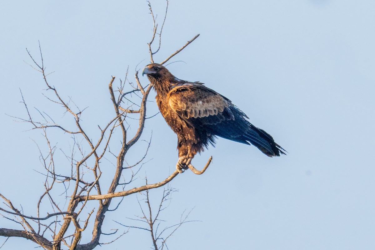 Wedge-tailed Eagle - ML640016166