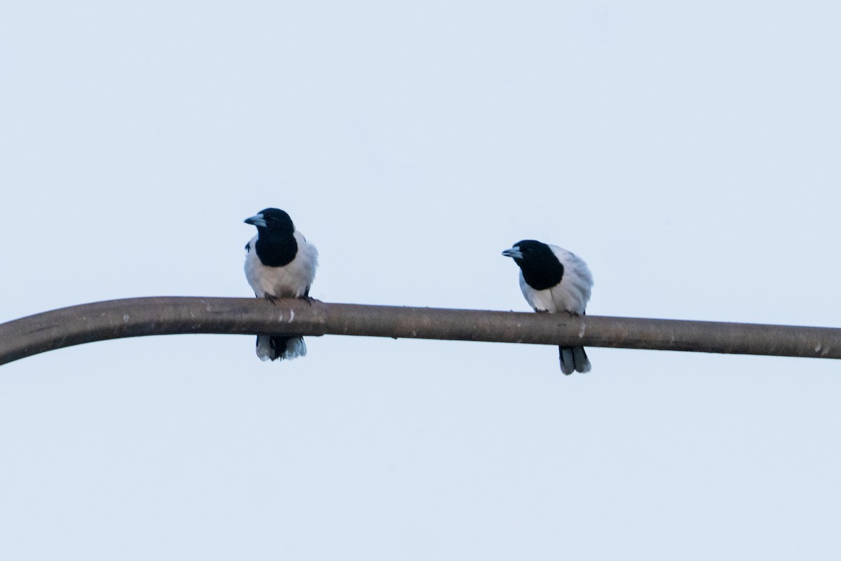 Pied Butcherbird - ML640016195
