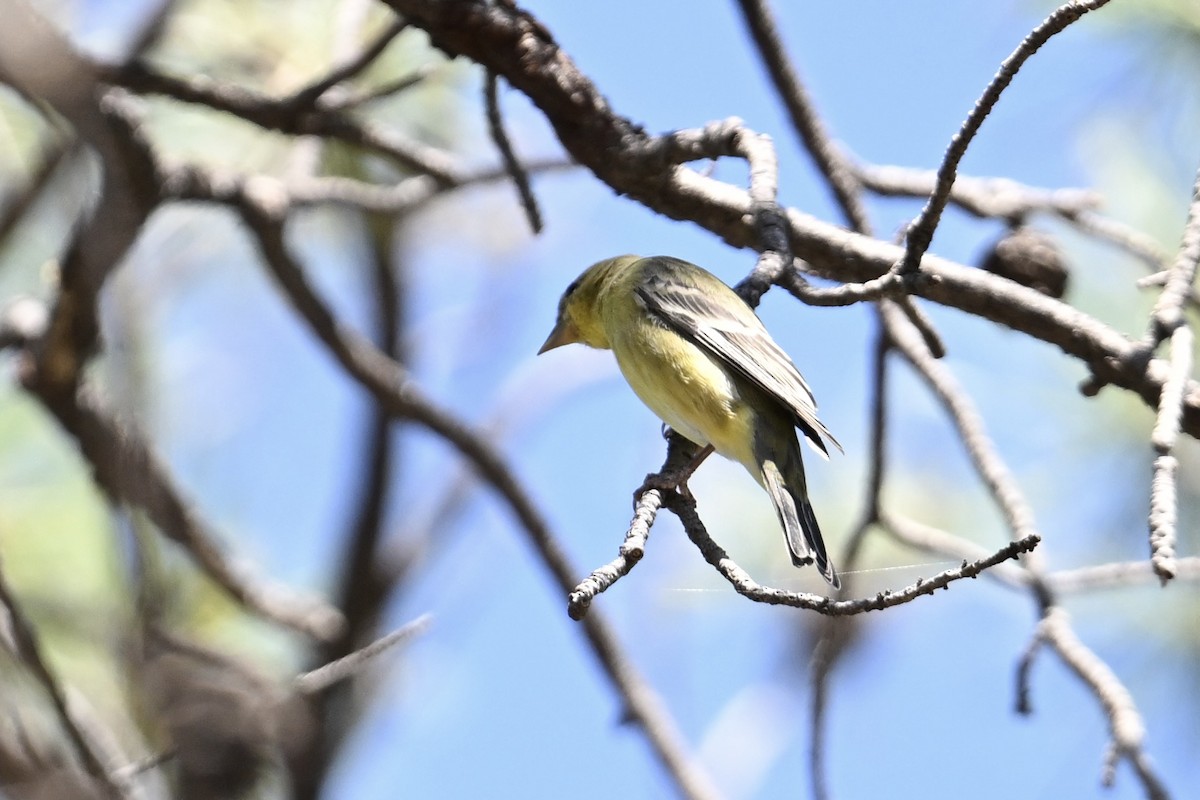 Lesser Goldfinch - ML640016210