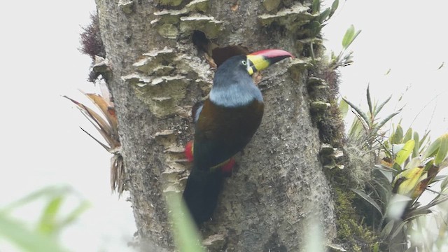 Gray-breasted Mountain-Toucan - ML640016216