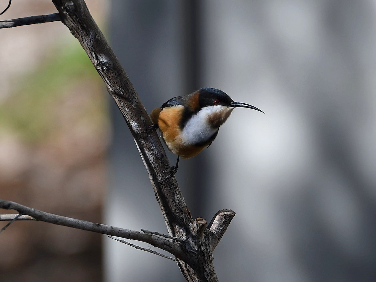 Eastern Spinebill - ML640016223