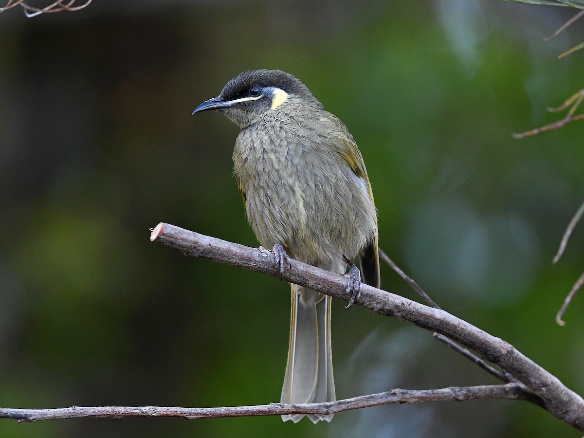 Lewin's Honeyeater - ML640016229