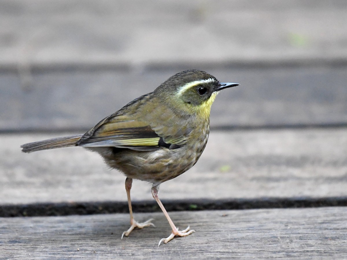 Yellow-throated Scrubwren - ML640016233
