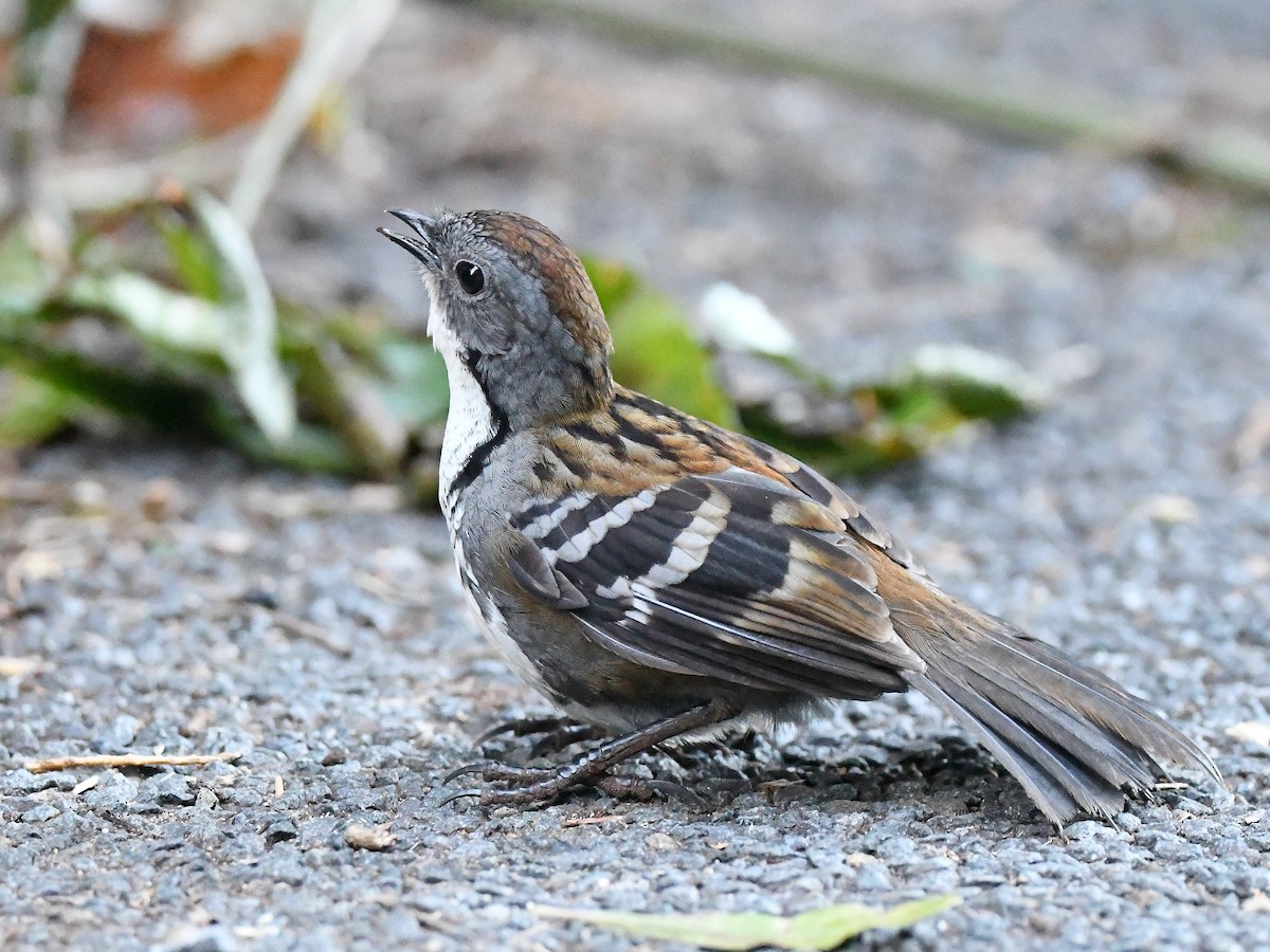 Australian Logrunner - ML640016240