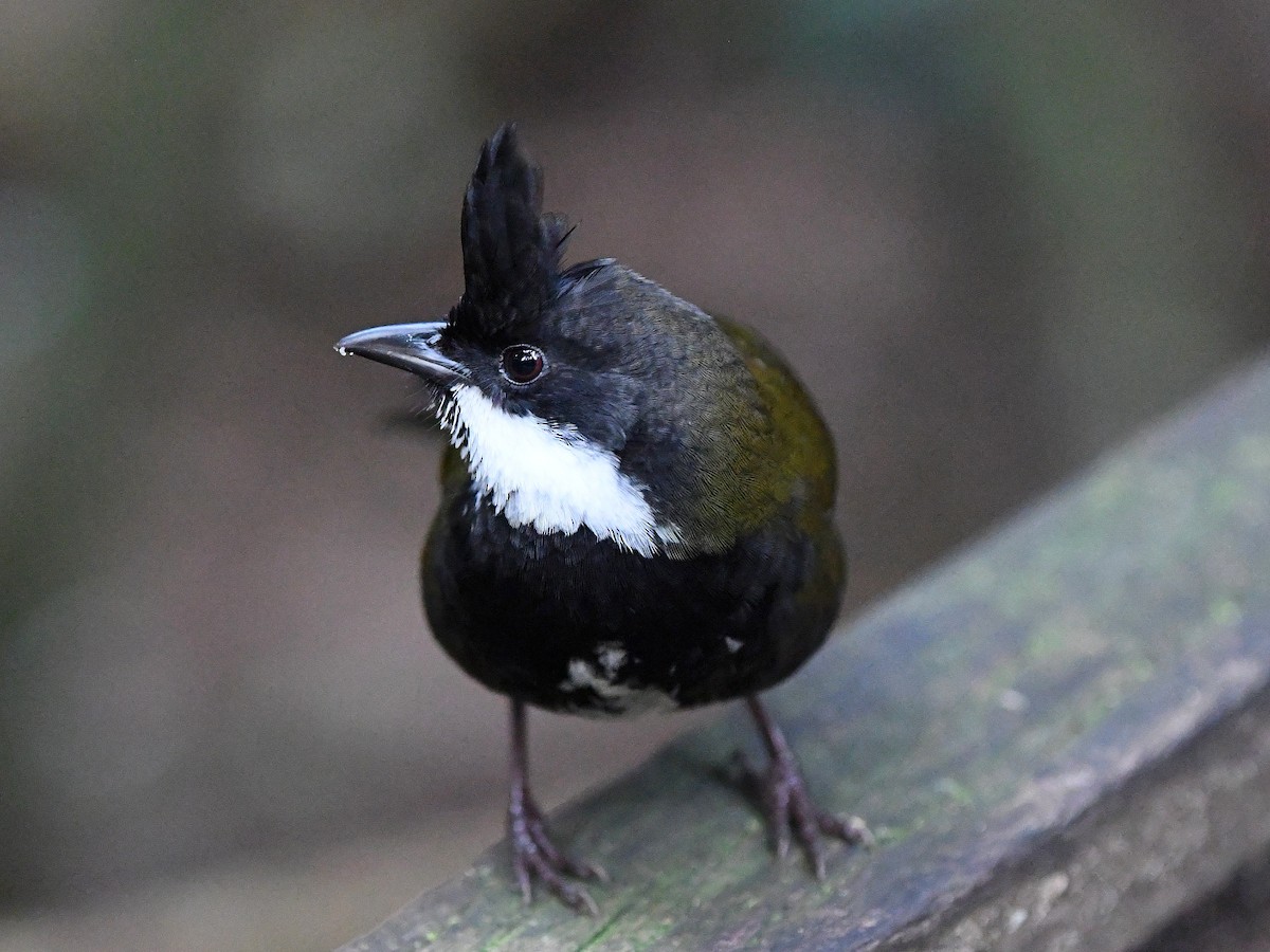 Eastern Whipbird - ML640016253
