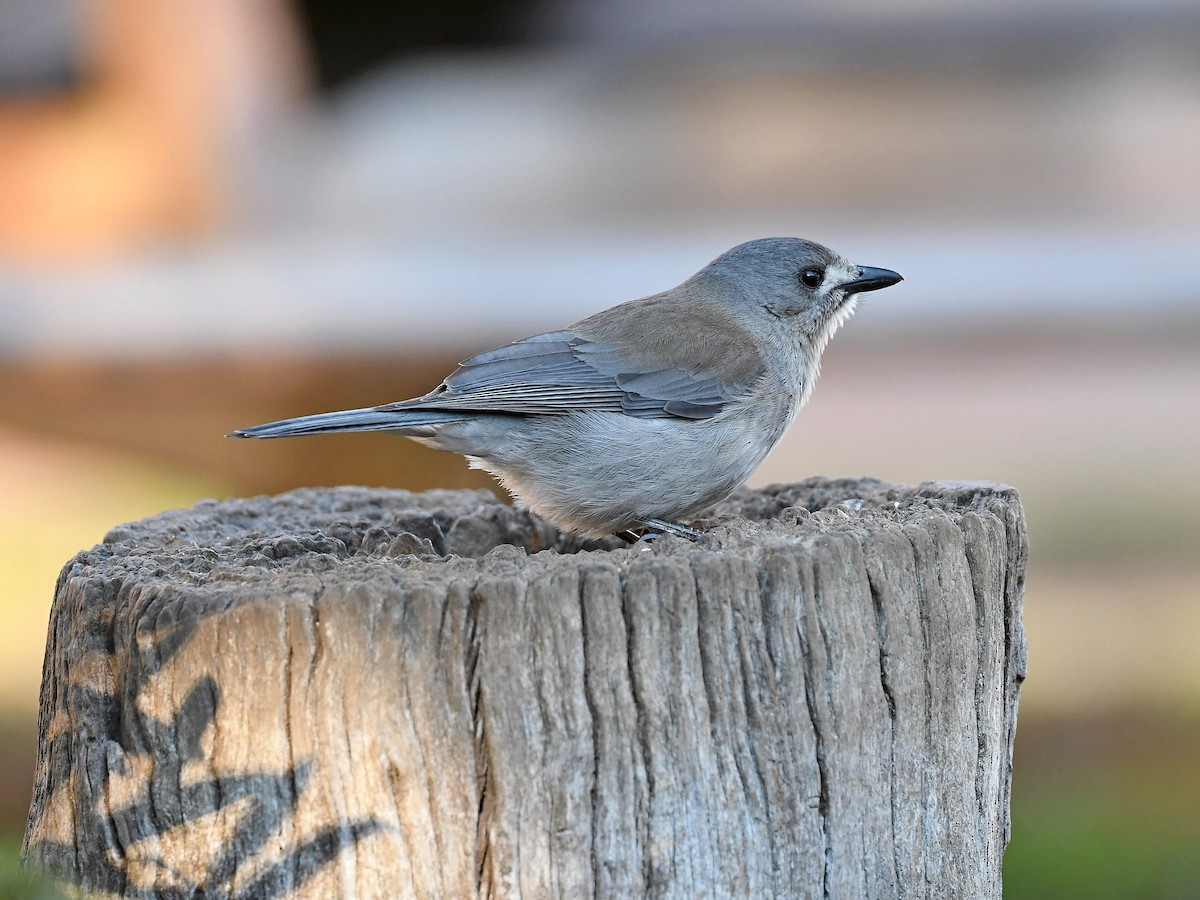 Gray Shrikethrush - ML640016283