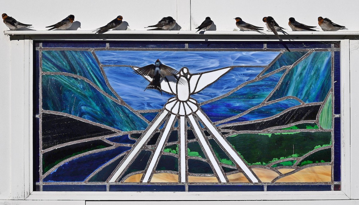 Welcome Swallow - ML640016294