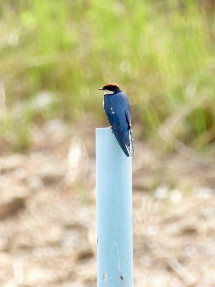 Wire-tailed Swallow - ML640016300