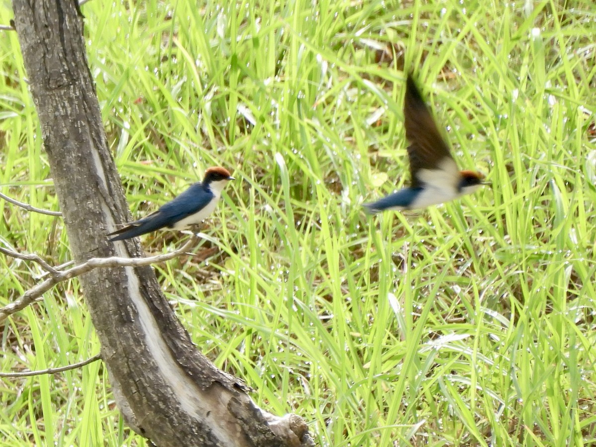 Wire-tailed Swallow - ML640016301