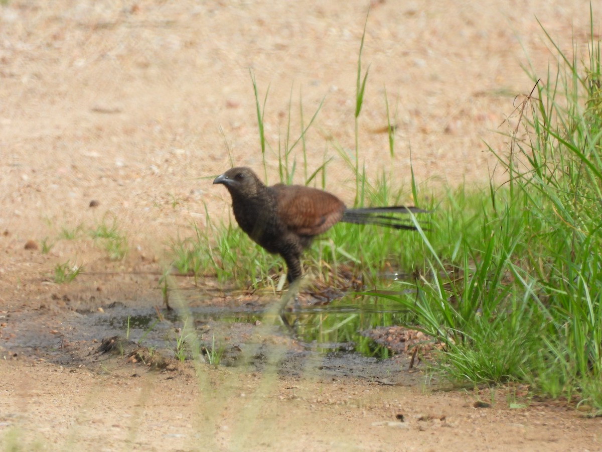 Greater Coucal - ML640016331