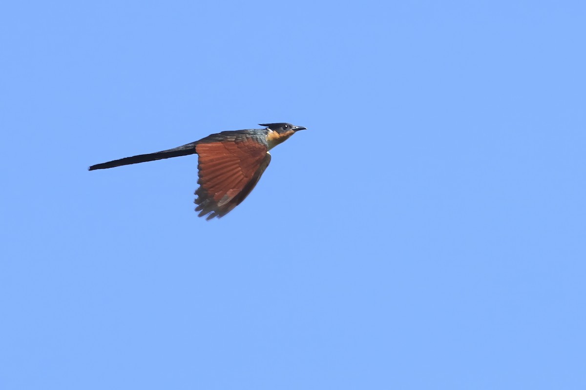 Chestnut-winged Cuckoo - ML640016349