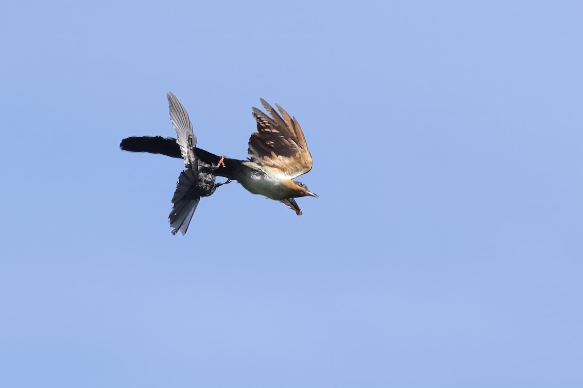Chestnut-winged Cuckoo - ML640016352