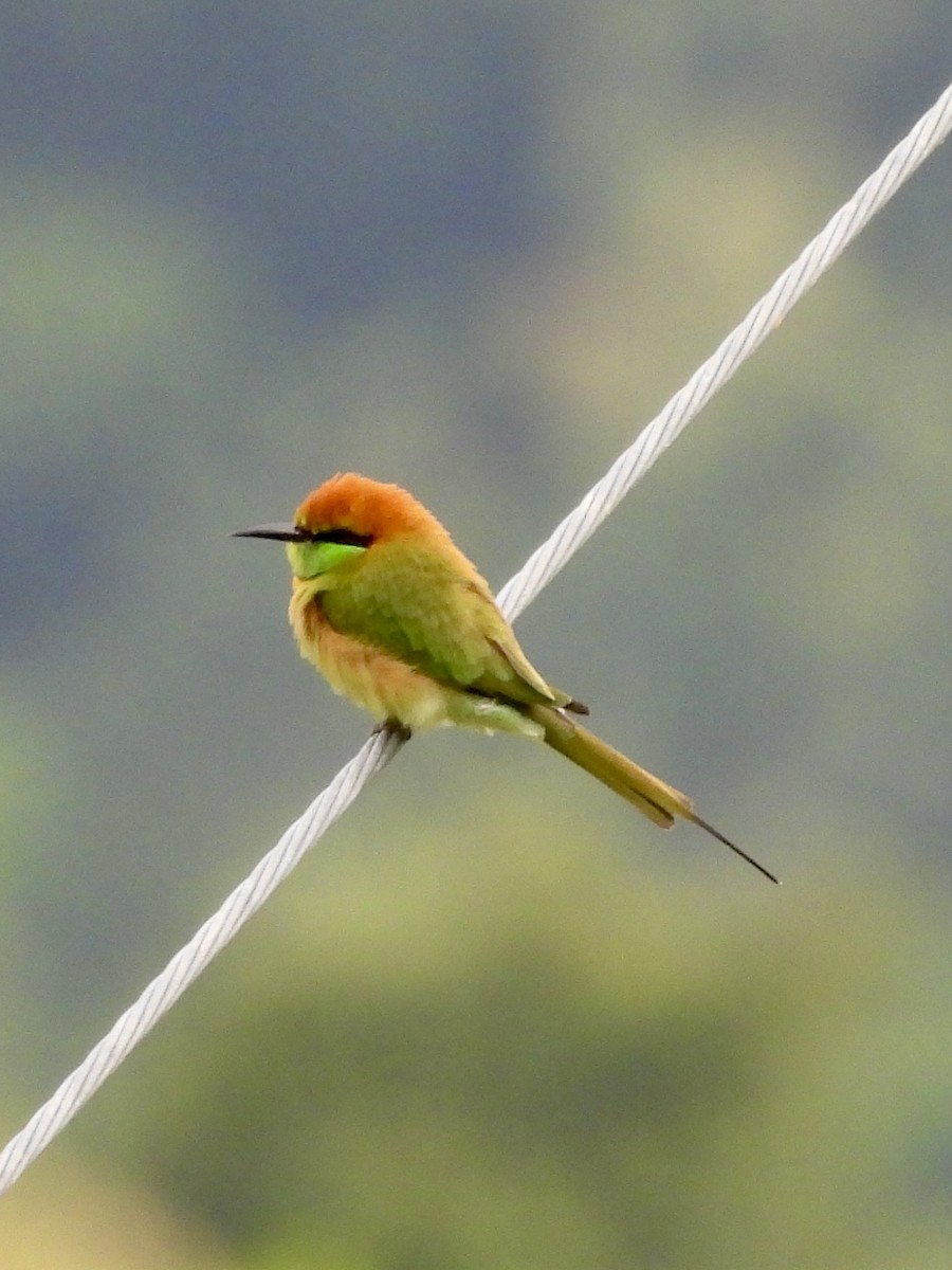 Asian Green Bee-eater - ML640016353