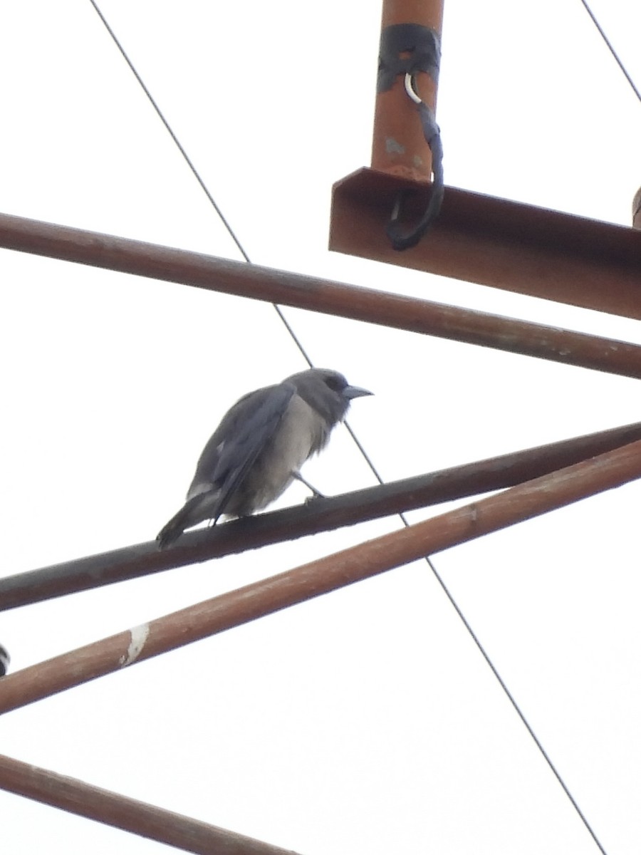 Ashy Woodswallow - ML640016359