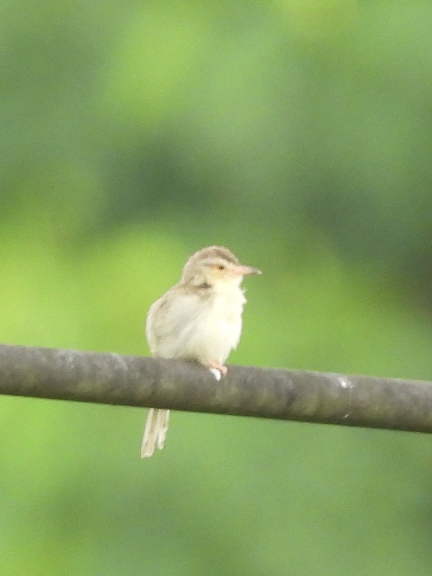 Plain Prinia - ML640016364