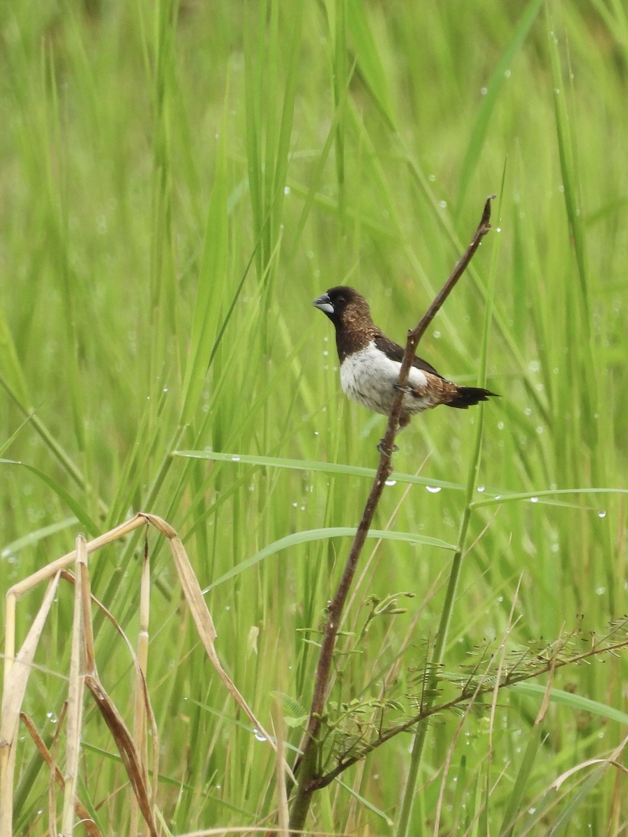White-rumped Munia - ML640016366