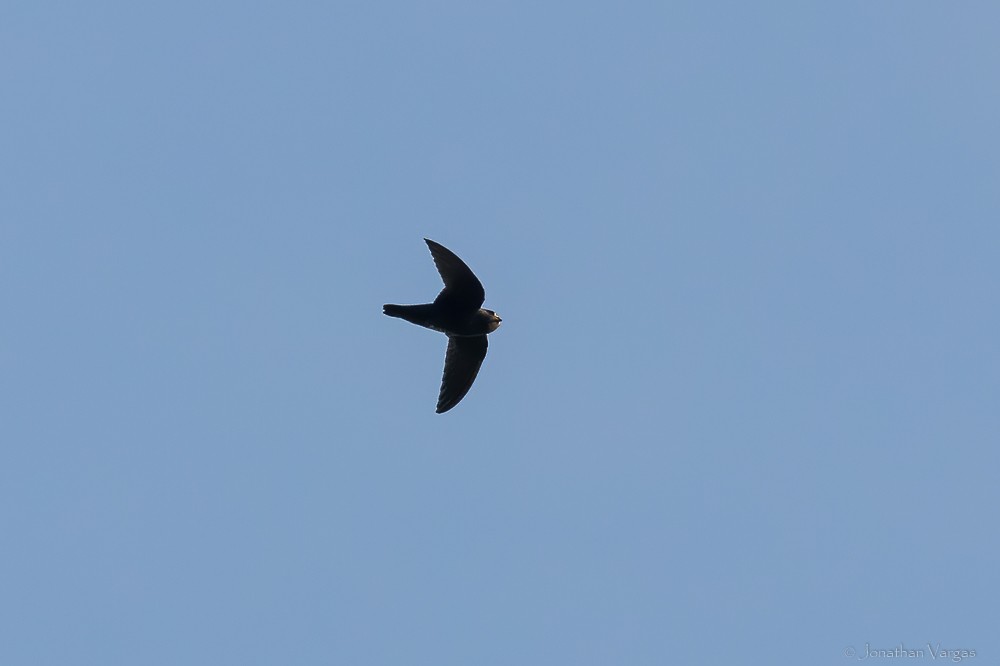 White-fronted Swift - ML640016418