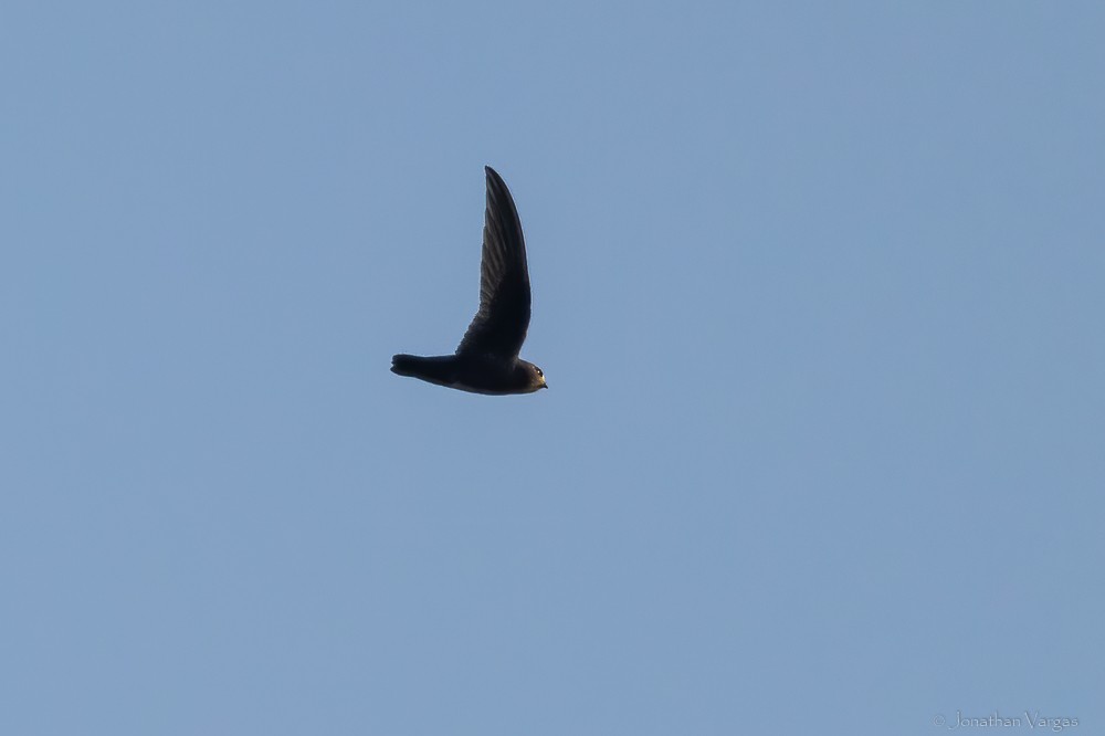White-fronted Swift - ML640016419